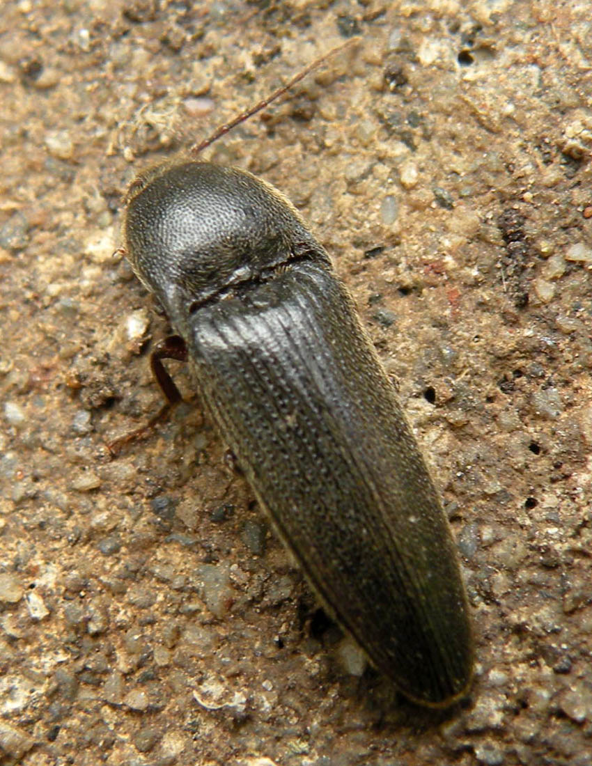 Finto morto: Melanotus crassicollis (Elateridae)